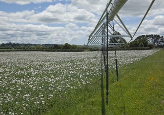 Tehnologija navodnjavanja Grane za prskanje Bauer Irrigation Centerstar 168E