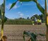 2WD krmni kombajni Claas Jaguar 840