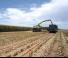 4WD krmni kombajni Claas Jaguar 1080