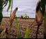 4WD krmni kombajni Claas Jaguar 1100