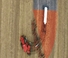 4WD traktori Case IH AFS Connect Steiger 520