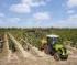 4WD traktori Claas Nexos 230 VE