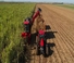 Kombajni Case IH Astoft 9900 DA