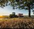 Traktori na gusjenicama Claas Xerion 4500 Trac TS